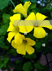 借錢(qián)沒(méi)打借條能起訴嗎(借錢(qián)沒(méi)打借條能要回嗎)