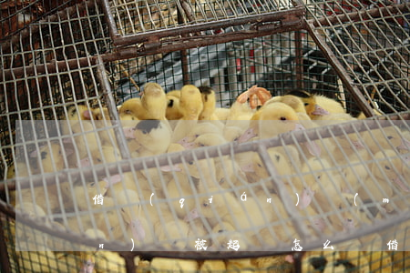 借錢(qián)沒(méi)錢(qián)還被起訴怎么辦(借錢(qián)了沒(méi)錢(qián)還怎么辦被起訴了怎么辦)