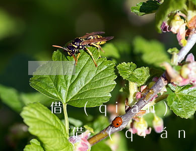 借錢(qián)無(wú)欠條可以起訴嗎(借錢(qián)無(wú)欠條可以起訴嗎有效嗎)