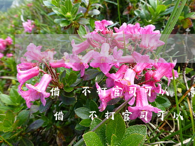 借錢不打官司可以強制執(zhí)行嗎-借錢不打官司可以強制執(zhí)行嗎法院