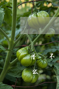 借錢不還向法院公告(借錢不還向法院公告怎么寫)