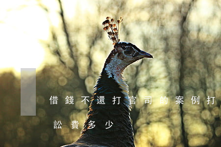 借錢不還打官司的案例(打借錢不還的官司訴訟費多少)
