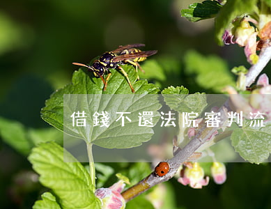 借錢不還法院審判流程(借錢不還法院判決)