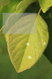 借錢不還起訴狀的寫法(借錢不還起訴狀的寫法)