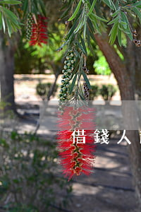 借錢人逃走如何起訴(借款人逃跑怎么辦)