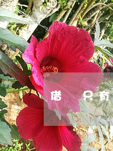 借錢只有借條能起訴嗎(借錢只有欠條有用嗎)