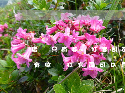 借錢只有收條打官司可以要回來嗎-借錢只有收條打官司可以要回來嗎怎么辦