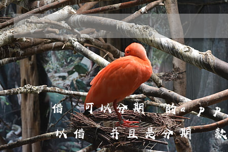 借錢可以分期還的app免息 有什么軟件可以借錢,并且是分期還款的