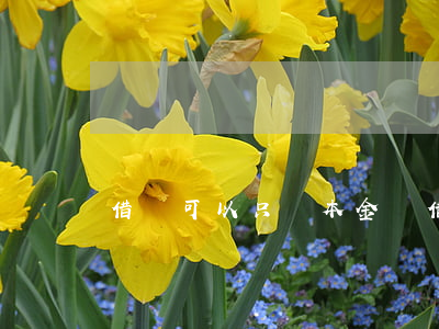 借錢可以只還本金嗎（借什么錢可以只還本金）