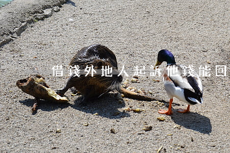 借錢外地人起訴他錢能回來嗎