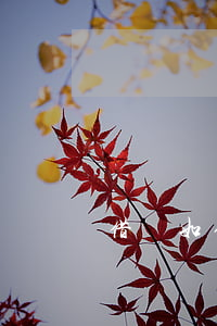借錢如何打欠條,借錢如何打欠條有法律效力 借錢如何打欠條,借錢如何打欠條有法律效力