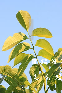 借錢沒有借條可以告他詐騙嗎（借錢沒借條該怎么起訴）
