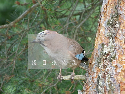 借錢法院怎么判（借錢糾紛法院怎么處理）