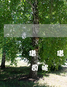 借錢無借條怎樣打官司(借錢無借條怎樣打官司呢)