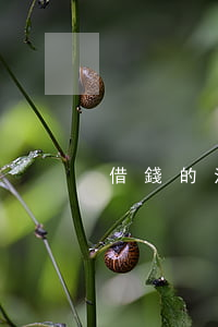 借錢的法院傳票（借錢的法院傳票）