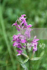 借錢的法院傳票(借錢的法院傳票怎么處理)