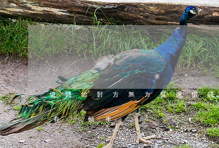 借錢給對方無力償還(借錢對方無力償還但是有一輛車)