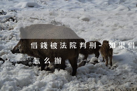 借錢被法院判刑-如果借錢的人判刑了我該怎么辦