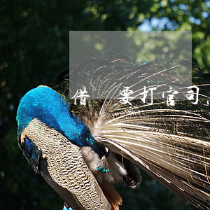 借錢要打官司怎么辦(借錢要打官司怎么辦呢)