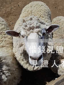 借錢見證人被起訴列為第三責任人-借錢當見證人有責任嗎