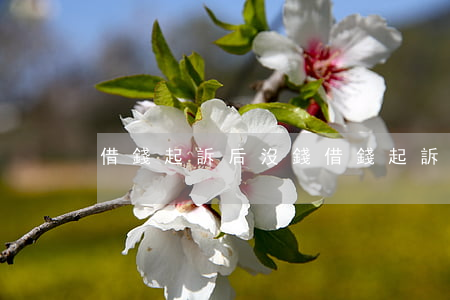 借錢起訴后沒錢(借錢起訴后沒錢還怎么辦)