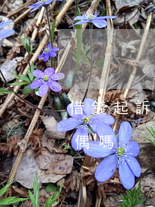 借錢起訴對方配偶還錢(借錢不還可以起訴配偶嗎?)