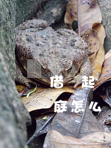 借錢起訴被告人出庭嗎-借錢起訴被告不出庭怎么辦