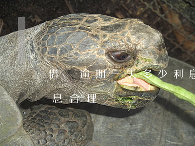 借錢逾期一天多少利息(借錢逾期一天多少利息合理)