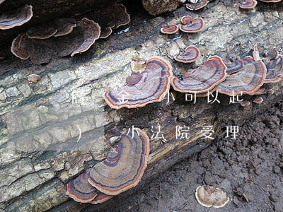借錢金額小可以起訴嗎(借錢不還數(shù)額小,法院受理嗎)