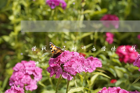 借钱不还起诉无借条(借钱不还无借条怎样起诉)