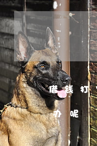 借钱打官司律师怎么办(借钱打官司律师怎么办呢)
