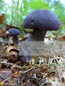 借钱没写借条怎么起诉-借款没写借条如何追究