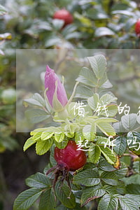 借钱的微信转帐被起诉 微信转账借的钱可以起诉吗