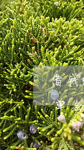 借钱给黑名单能起诉吗(借钱不还被拉入黑名单会怎么样)