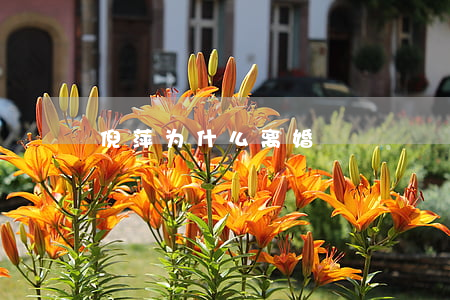 倪萍为什么离婚