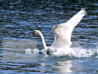 债务专员888（专职债务分割律师推荐）