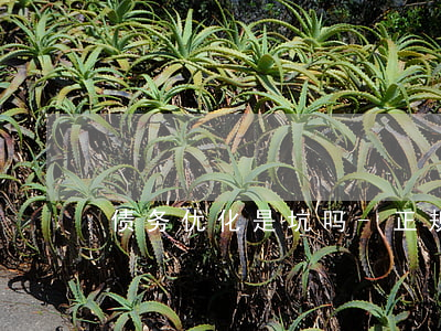 债务优化是坑吗-正规债务优化公司有哪些