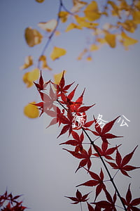 债务公司免费（正规的债务公司）