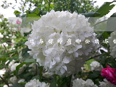 债务律师有哪些 债务律师有哪些