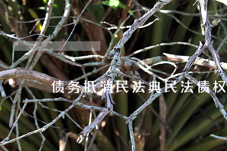 债务抵消民法典（民法债权债务抵消律师）
