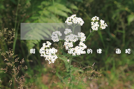 假的律師函(假的律師函犯法嗎)