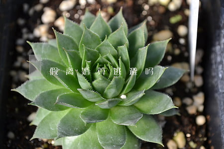 假离婚算逃避吗