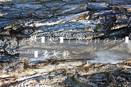 假裝欠網(wǎng)貸(網(wǎng)貸惡意欠款)