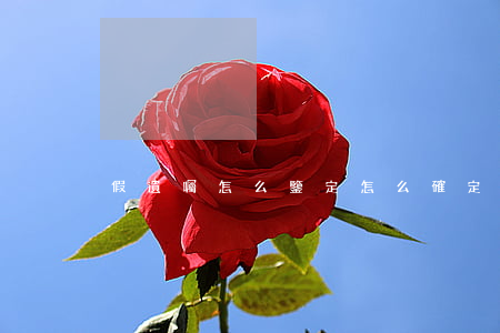 假遺囑怎么鑒定(怎么確定遺囑是真的)