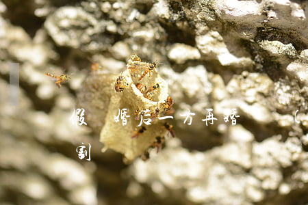 假離婚后一方再婚財產(chǎn)怎么分割