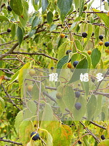 假離婚多長時間讓復婚(假離婚后復婚)