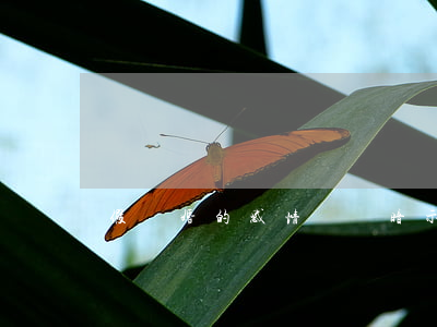 假離婚的感情說說(暗示離婚的說說)
