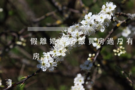 假離婚賣房跟買房過戶有九分嗎(假離婚過戶房子)
