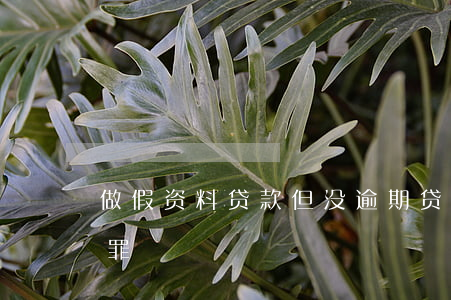做假资料贷款但没逾期(贷款做假资料怎么定罪)