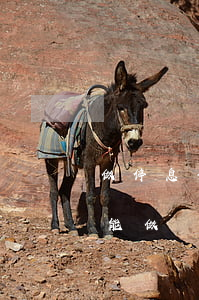 做停息分期沒逾期能做嗎(做停息分期沒逾期能做嗎安全嗎)
